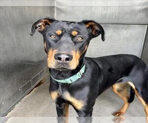 Doberman Pinscher Dogs for adoption in San Bernardino, CA, USA