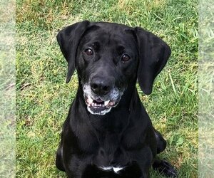 Labrador Retriever-Unknown Mix Dogs for adoption in Johnson City, TN, USA