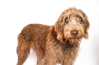 Weimardoodle Dogs for adoption in St. Louis Park, MN, USA