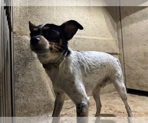 Chihuahua Dogs for adoption in Oklahoma City, OK, USA