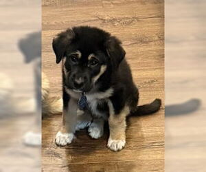 Great Pyrenees-Unknown Mix Dogs for adoption in Royal Palm Beach, FL, USA