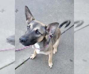 German Shepherd Dog-Unknown Mix Dogs for adoption in Sacramento, CA, USA
