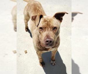 American Pit Bull Terrier Dogs for adoption in Palmetto, FL, USA