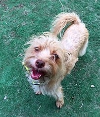 Mutt Dogs for adoption in Newhall, CA, USA
