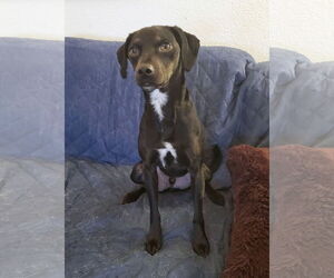 Labrador Retriever-Miniature Pinscher Mix Dogs for adoption in Temecula, CA, USA