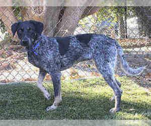 German Shorthaired Pointer Dogs for adoption in Santa Barbara, CA, USA