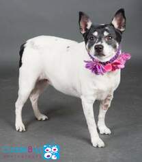 Jack Russell Terrier Dogs for adoption in Irving, TX, USA