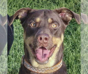 Doberman Pinscher Dogs for adoption in Huntley, IL, USA