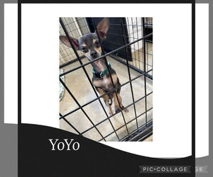Chihuahua Dogs for adoption in Kewanee, IL, USA