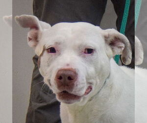 Medium Photo #1 American Bulldog-American Staffordshire Terrier Mix Puppy For Sale in Huntley, IL, USA