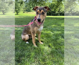 Huskies -Unknown Mix Dogs for adoption in Springdale, PA, USA