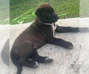 American Staffordshire Terrier-Labrador Retriever Mix Dogs for adoption in San Antonio, TX, USA