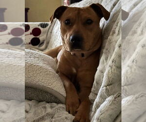 Labrador Retriever-Unknown Mix Dogs for adoption in Boston, MA, USA