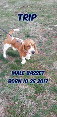 Basset Hound Dogs for adoption in Huddleston, VA, USA