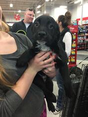 Labrador Retriever-Unknown Mix Dogs for adoption in Littleton, CO, USA