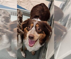 Medium Photo #1 Australian Shepherd-Unknown Mix Puppy For Sale in Plano, TX, USA
