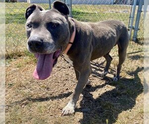 American Pit Bull Terrier Dogs for adoption in McKinleyville, CA, USA