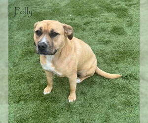 Boxador Dogs for adoption in San Diego, CA, USA