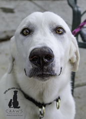 Great Pyrenees-Unknown Mix Dogs for adoption in Baton Rouge, LA, USA