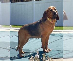 Bloodhound Dogs for adoption in Boonton, NJ, USA