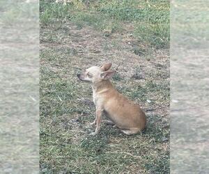 Chihuahua-Unknown Mix Dogs for adoption in San Antonio, TX, USA