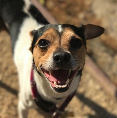 Medium Photo #1 Jack-Rat Terrier Puppy For Sale in Salinas, CA, USA