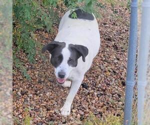 Border Collie Dogs for adoption in Show Low, AZ, USA