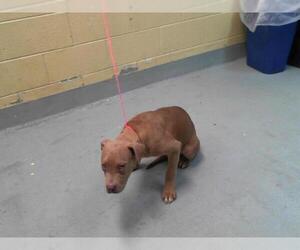 American Pit Bull Terrier Dogs for adoption in Tulsa, OK, USA