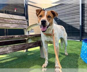 Labrador Retriever-Unknown Mix Dogs for adoption in Orange, CA, USA