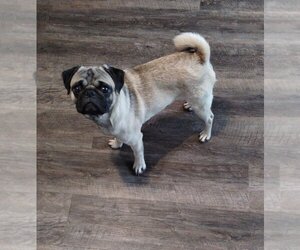 Pug Dogs for adoption in St. Louis Park, MN, USA