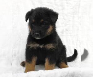 Mutt Dogs for adoption in Thief River Falls, MN, USA