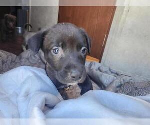 Staffordshire Bull Terrier-Unknown Mix Dogs for adoption in Houston, TX, USA