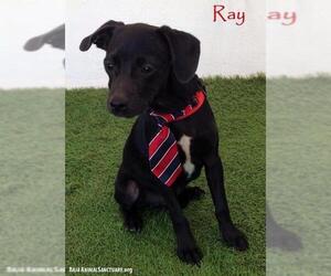 Italian Greyhuahua Dogs for adoption in San Diego, CA, USA