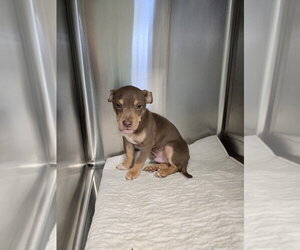 Mutt Dogs for adoption in Evansville, IN, USA