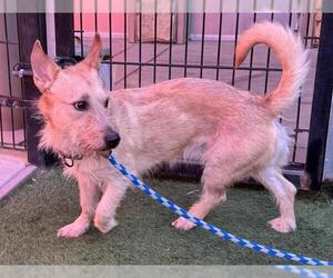 Cardigan Welsh Corgi-Unknown Mix Dogs for adoption in Sacramento, CA, USA