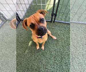 Chug Dogs for adoption in Tempe , AZ, USA