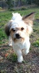 Shih Tzu Dogs for adoption in Oviedo, FL, USA