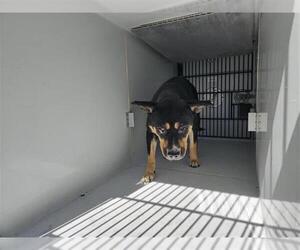 American Pit Bull Terrier-Unknown Mix Dogs for adoption in Houston, TX, USA