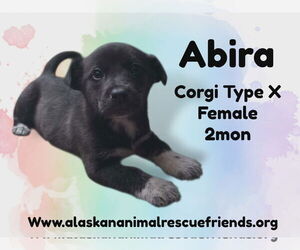 Mutt Dogs for adoption in Anchorage, AK, USA