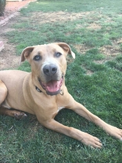Medium Photo #1 American Pit Bull Terrier-Weimaraner Mix Puppy For Sale in Peoria, AZ, USA