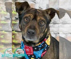 Labrador Retriever-Unknown Mix Dogs for adoption in Kennesaw, GA, USA