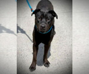 American Pit Bull Terrier-Unknown Mix Dogs for adoption in Atlanta, GA, USA