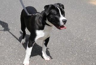 Border Collie Dogs for adoption in Jamestown, CA, USA