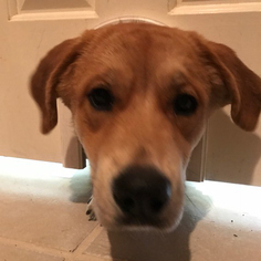 Golden Labrador Dogs for adoption in Rowlett, TX, USA