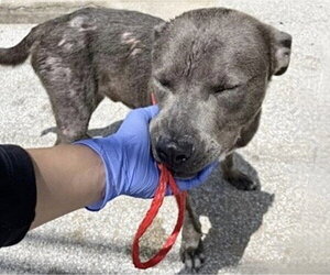 Mutt Dogs for adoption in Houston, TX, USA