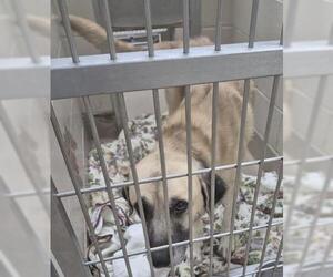 Anatolian Shepherd Dogs for adoption in Decatur, IL, USA