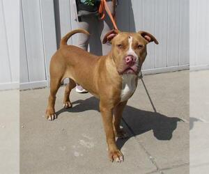 American Pit Bull Terrier Dogs for adoption in Louisville, KY, USA