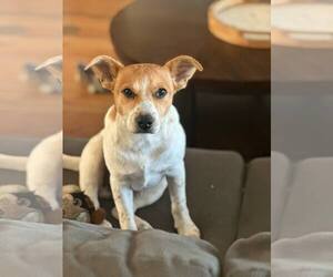 Rat Terrier-Unknown Mix Dogs for adoption in Oakhurst, NJ, USA