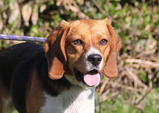 Beagle Dogs for adoption in Mount Carmel, IL, USA