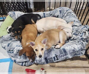 Labrador Retriever-Unknown Mix Dogs for adoption in Marine City, MI, USA